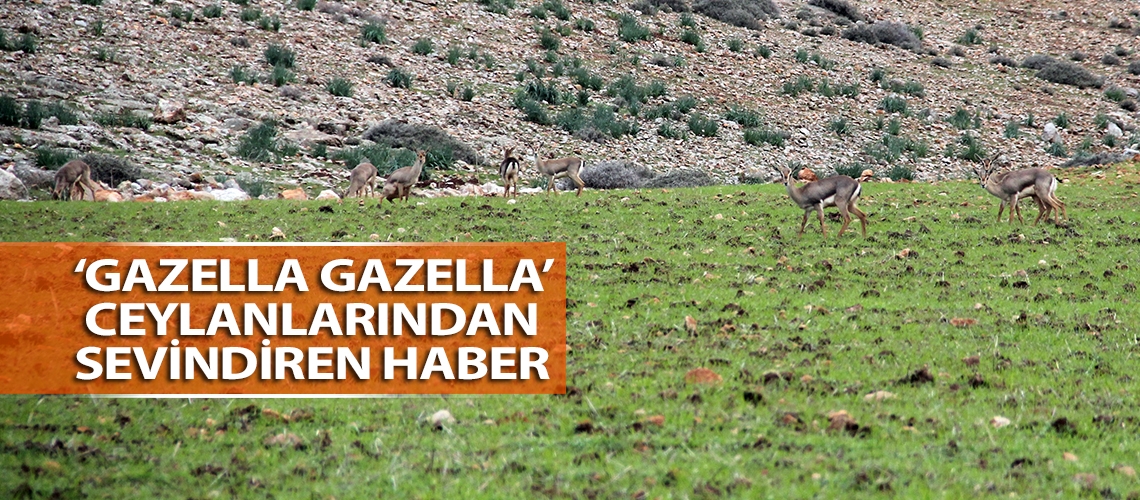 ‘Gazella gazella’ ceylanlarından sevindiren haber
