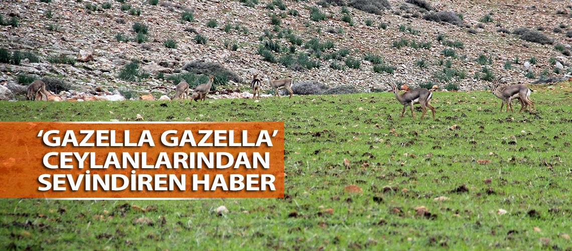‘Gazella gazella’ ceylanlarından sevindiren haber