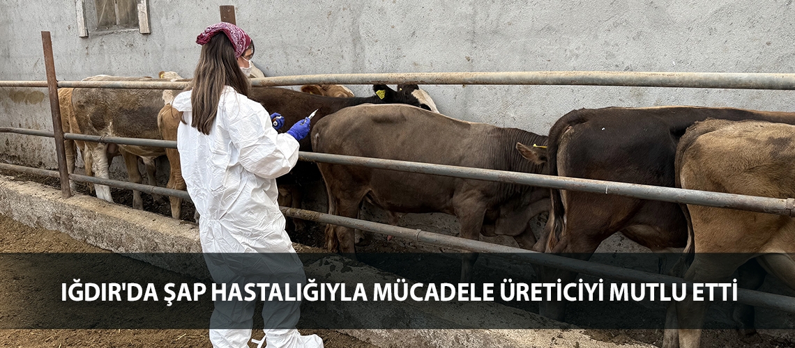 Iğdır'da şap hastalığıyla mücadele üreticiyi mutlu etti