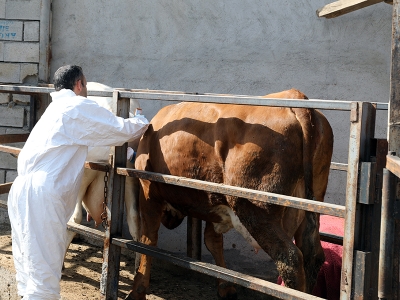 Iğdır'da şap hastalığıyla mücadele üreticiyi mutlu etti