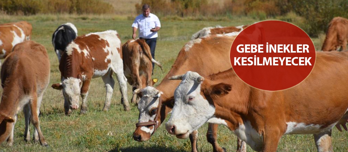 Gebe inekler kesilmeyecek