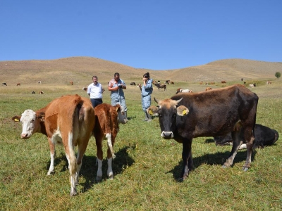 Gebe inekler kesilmeyecek