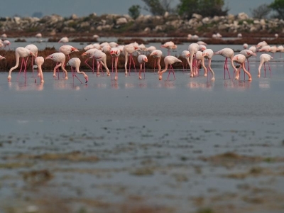 Gediz Deltası kuraklık ve kirlilik alarmı veriyor