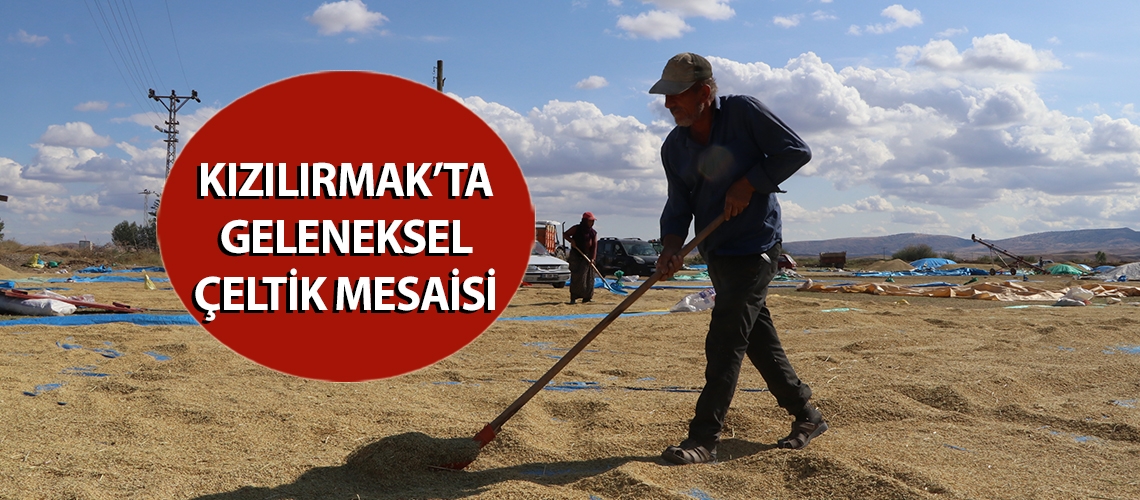 Kızılırmak’ta geleneksel çeltik mesaisi