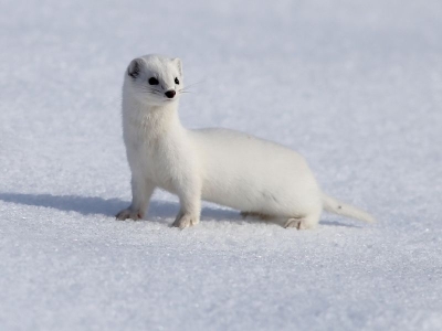 Nesli korunan beyaz gelincik Kars'ta görüntülendi