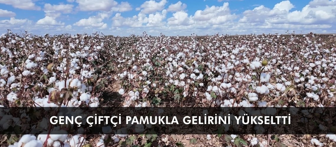 Genç çiftçi pamukla gelirini yükseltti
