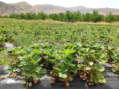 Genç çiftçi çileklerinde hasat başladı