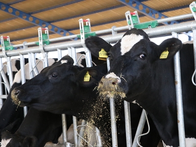 Avrupa’da gördüğü çiftliği memleketinde uyguladı