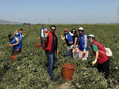 Aydın’da gençler domates hasadına katıldı