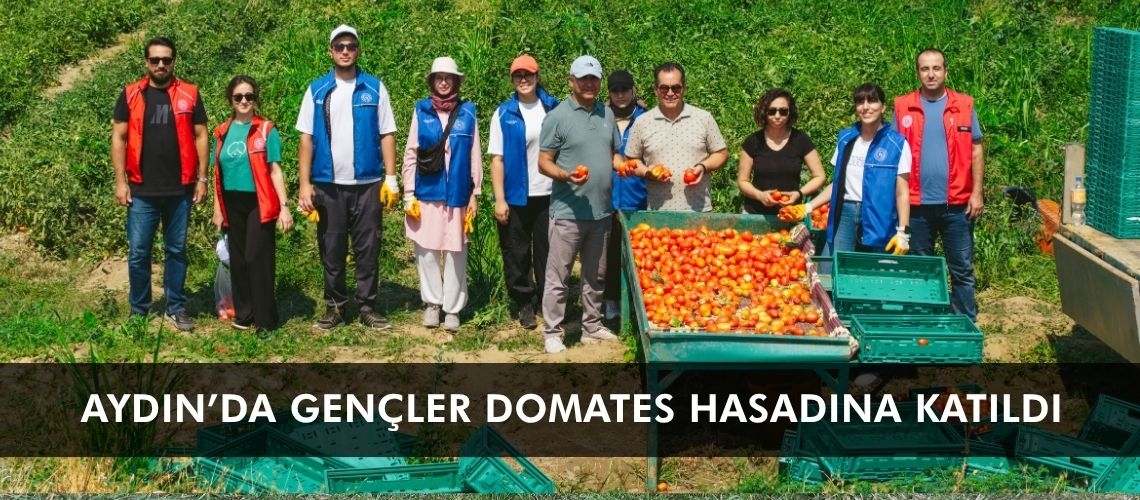 Aydın’da gençler domates hasadına katıldı