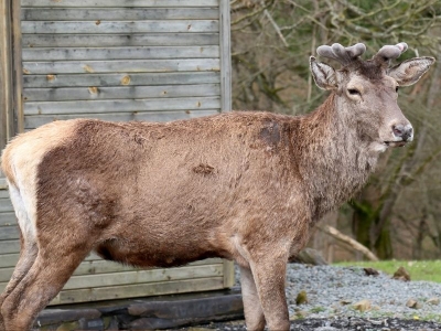 Korunup çoğaltılan kızıl geyikler doğaya kazandırılıyor