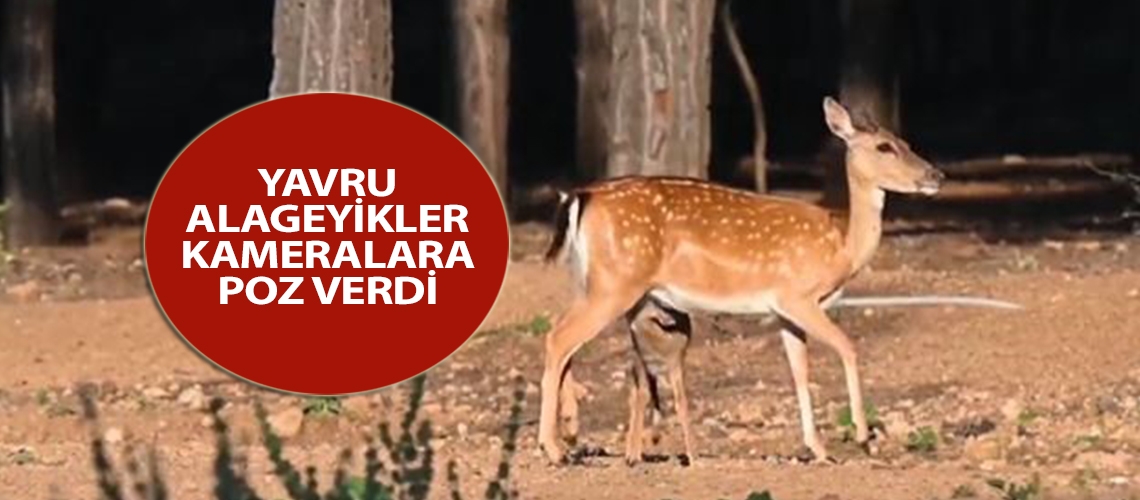 Yavru alageyikler kameralara poz verdi