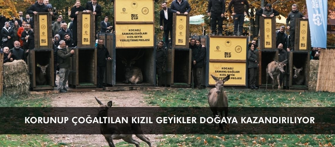 Korunup çoğaltılan kızıl geyikler doğaya kazandırılıyor