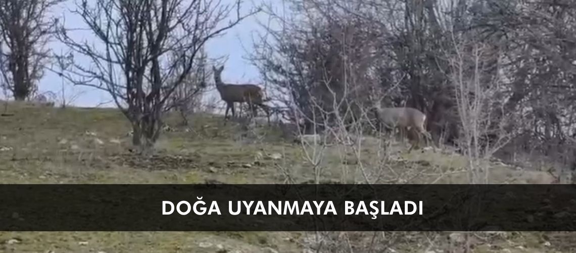 Doğa uyanmaya başladı