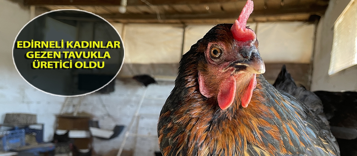 Edirneli kadınlar gezen tavukla üretici oldu