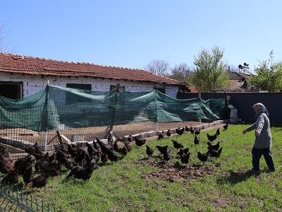 Edirneli kadınlar gezen tavukla üretici oldu