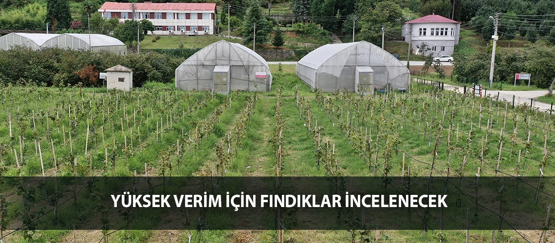 Yüksek verim için fındıklar incelenecek