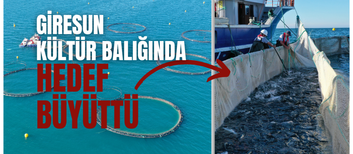Giresun kültür balığında hedef büyüttü