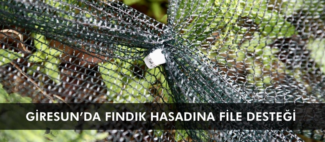 Giresun’da fındık hasadına file desteği