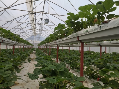 Bu serada toprak yok, verim çok