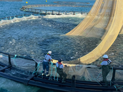 Giresun kültür balığında hedef büyüttü
