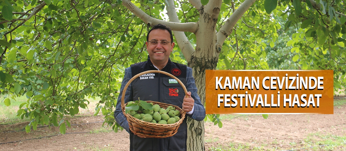 Kaman cevizinde festivalli hasat