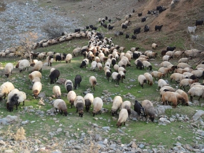 Besiciler Muş yaylalarından sıcak bölgelere göç ediyor