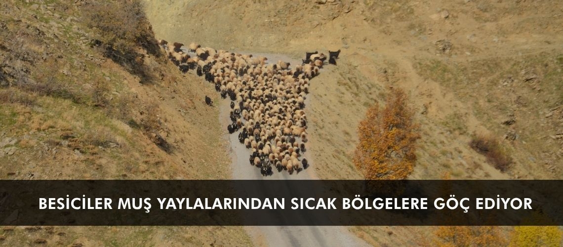 Besiciler Muş yaylalarından sıcak bölgelere göç ediyor