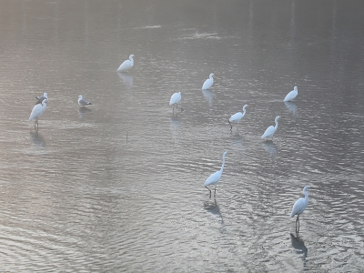 Gala yolcularının mola yeri: Meriç