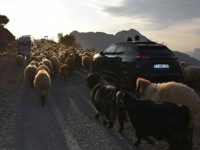 Göçerlerin yaylalardan kışlaklara yolculuğu sürüyor