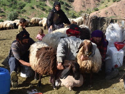 Göçerler için yayla yolculuğu zamanı