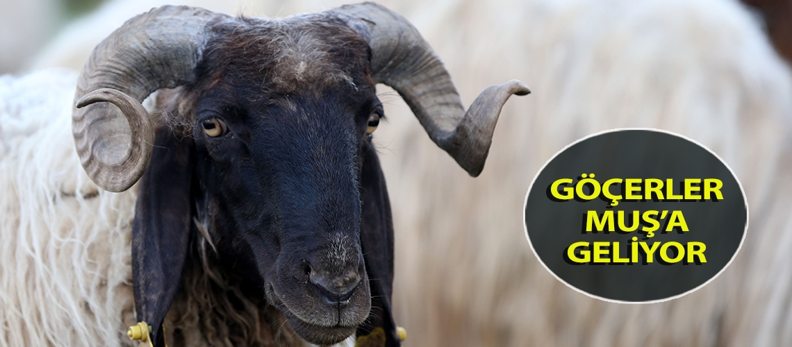 Göçerler Muş’a geliyor