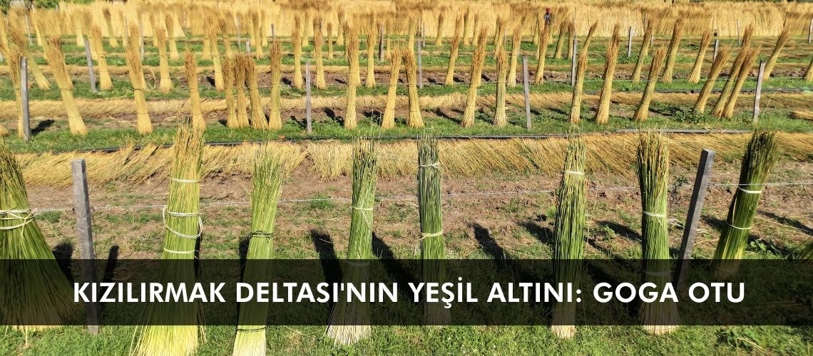 Kızılırmak deltası'nın yeşil altını: goga otu