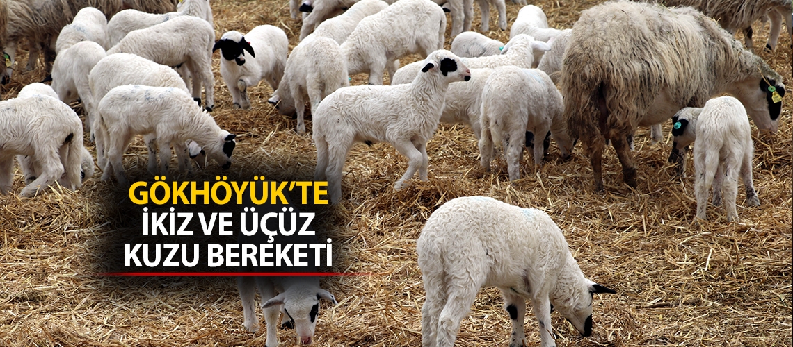 Gökhöyük’te ikiz ve üçüz kuzu bereketi