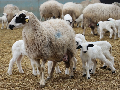 Gökhöyük’te ikiz ve üçüz kuzu bereketi