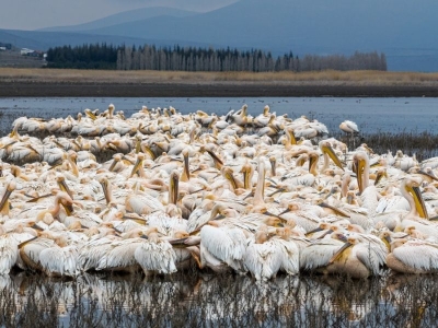 Ak pelikanlar Çavuşçu Gölü’nü sevdi