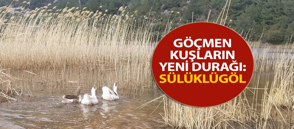 Göçmen kuşların yeni durağı: Sülüklügöl