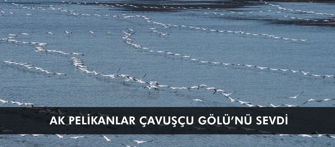 Ak pelikanlar Çavuşçu Gölü’nü sevdi