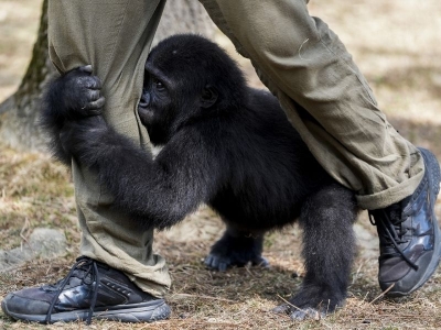 Goril Zeytin memleketine dönmek için hazırlanıyor