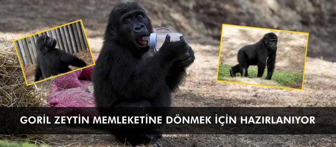 Goril Zeytin memleketine dönmek için hazırlanıyor