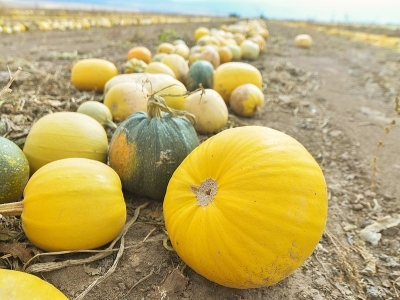 Tomarza kabak çekirdeği hasadı başladı