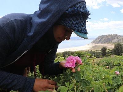 Burdur’da su verimliliği için gül yetiştiriliyor