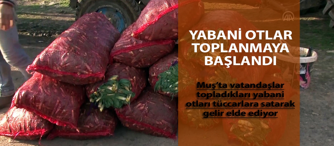 Yabani otlar toplanmaya başlandı