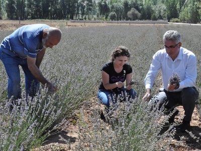 Gümüşhaneli üreticilerin yeni gözdesi lavanta