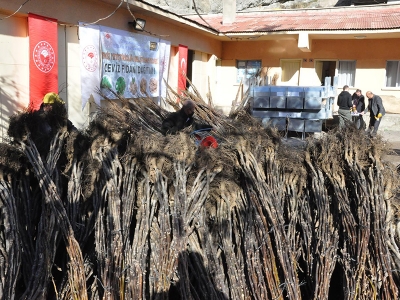 Gümüşhaneli üreticilere ceviz fidanı desteği