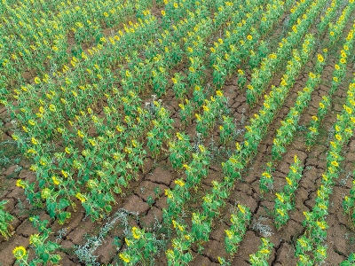 Güneaşıklardan görsel şölen