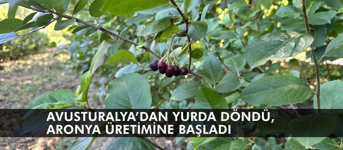Avusturalya’dan yurda döndü, aronya üretimine başladı