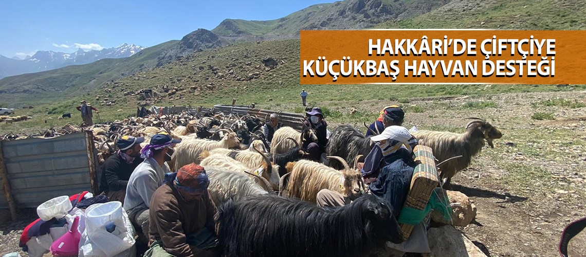 Hakkâri’de çiftçiye küçükbaş hayvan desteği