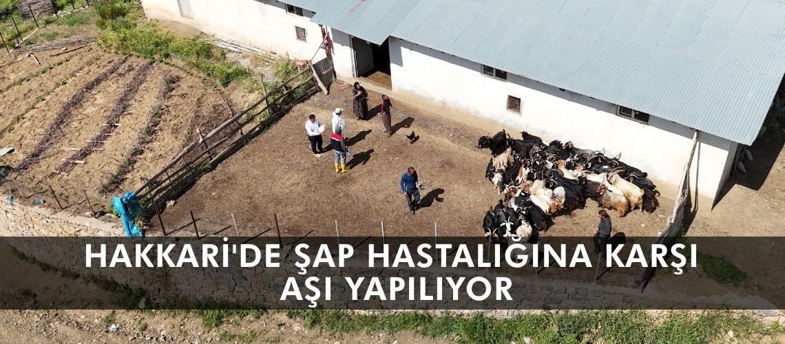 Hakkari'de şap hastalığına karşı aşı yapılıyor