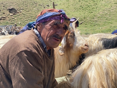 Hakkâri’de çiftçiye küçükbaş hayvan desteği